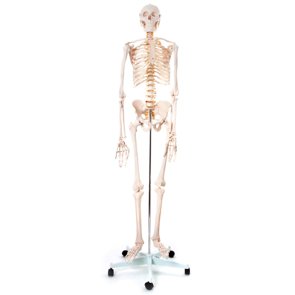 Skeleton Model